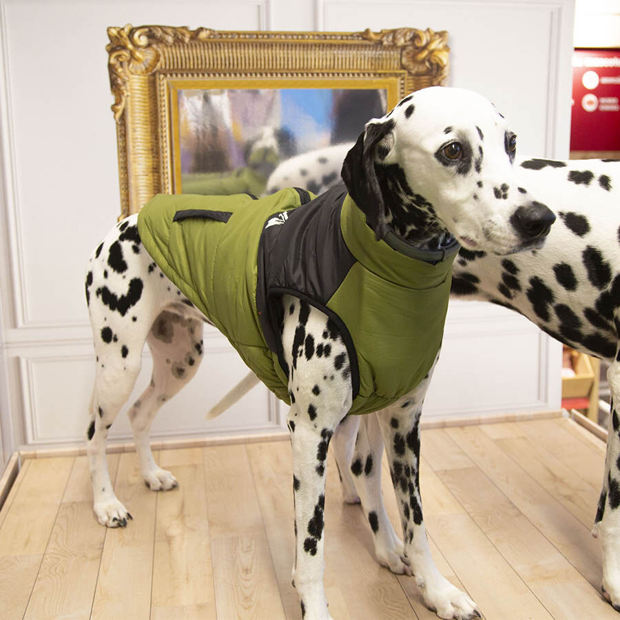 Outech White Mountain Casaco para c&atilde;es, , large Imagem n&uacute;mero 2